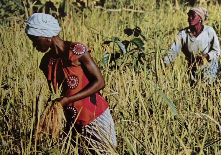 Petani di pagunungan Bong