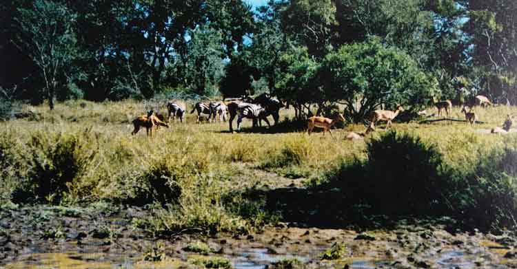 Taman Nasional Tsavo