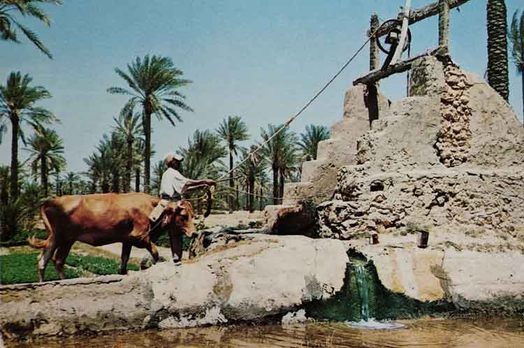 sumur di sekitar oasis