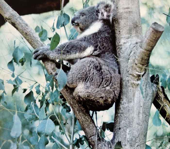 Beruang Koala