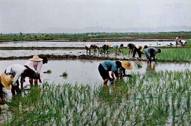 Penduduk Cina