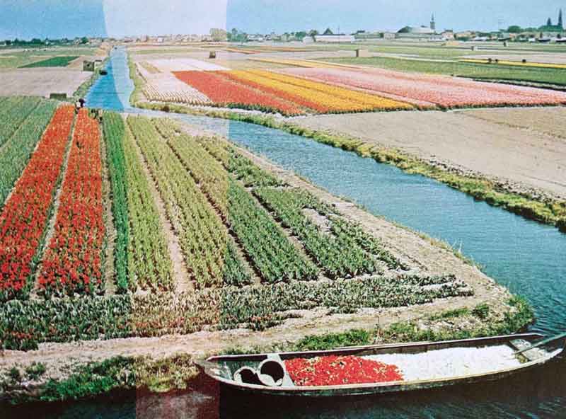 Bunga Tulip produk terkemuka Belanda