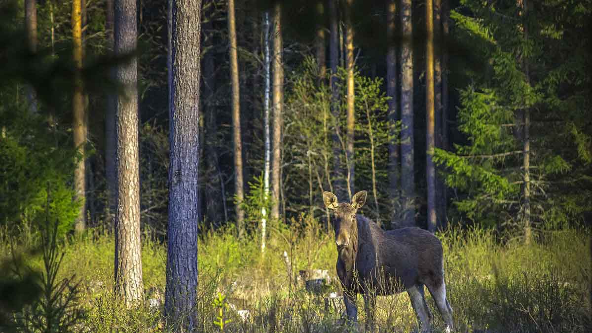 Hutan di Amerika Utara