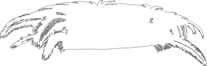 Bear5013013 outline Bear5013013 outline