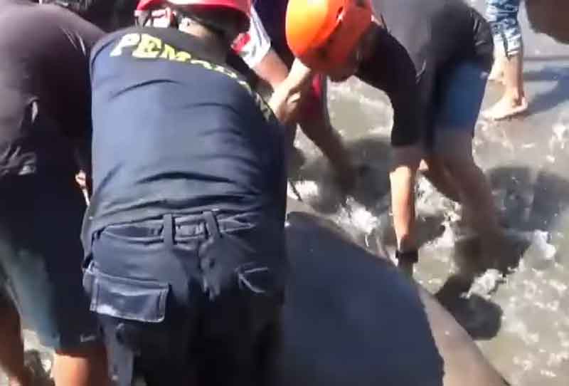 Dugong seberat 2 ton terdampar di Pesisir Pantai Tonrangan