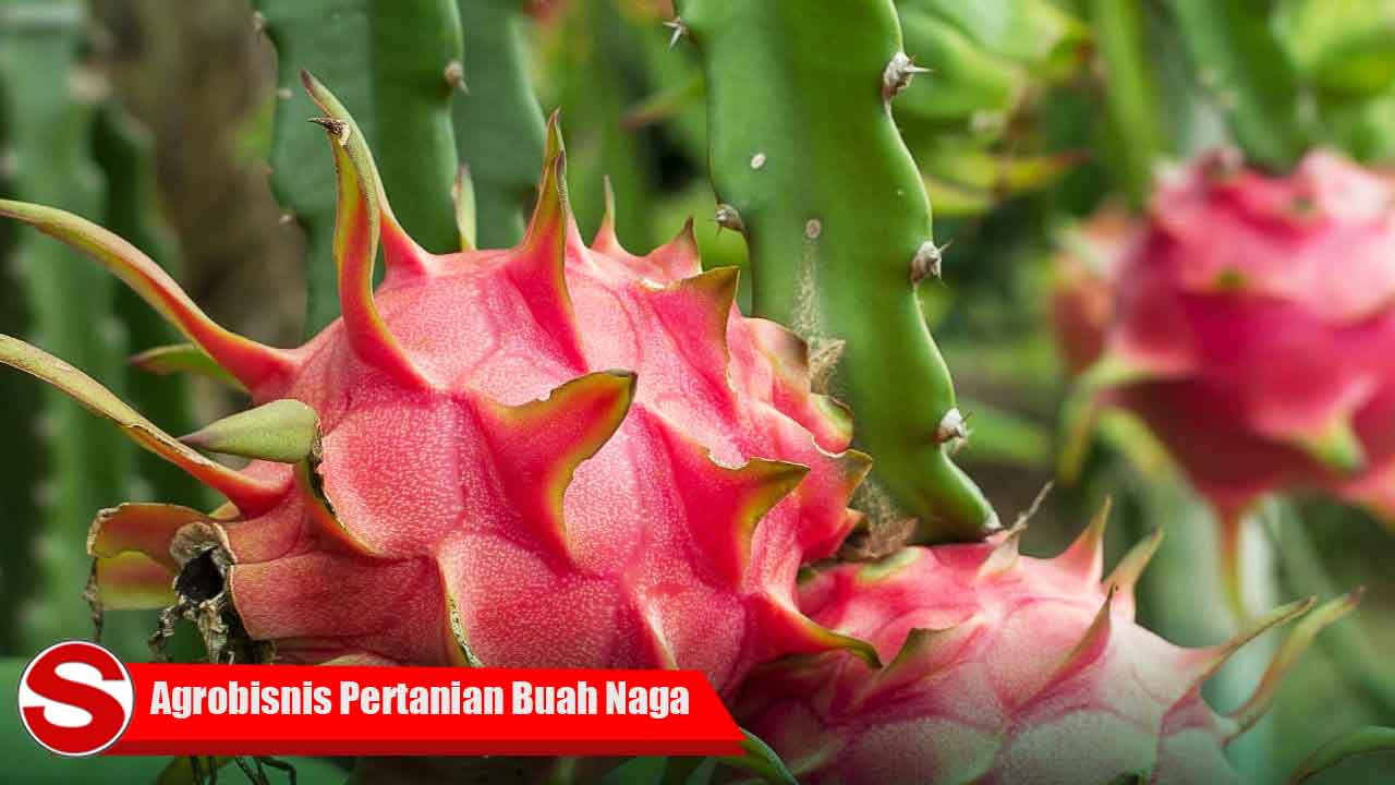 Agrobisnis Pertanian Buah Naga