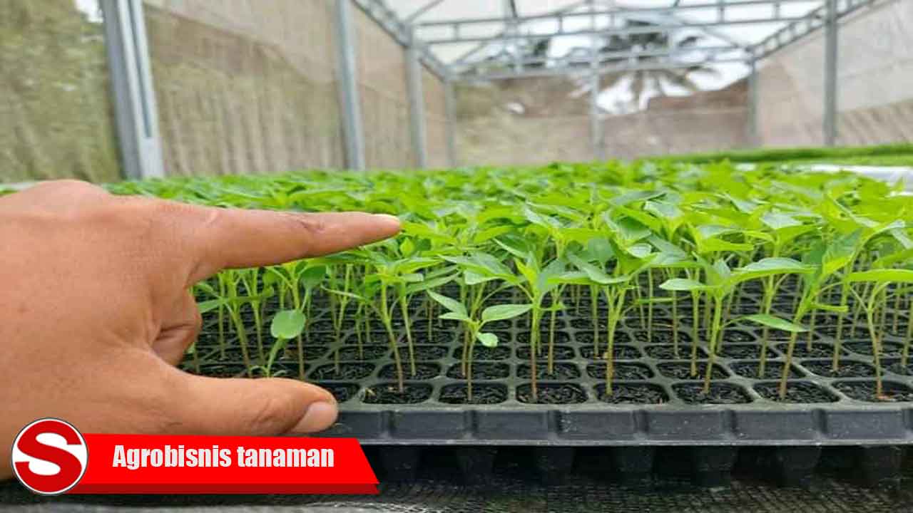 Agrobisnis tanaman