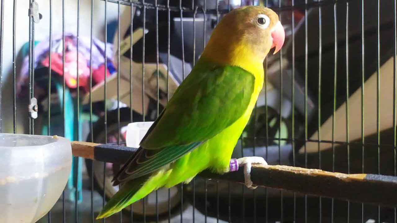 Beternak Burung LoveBird