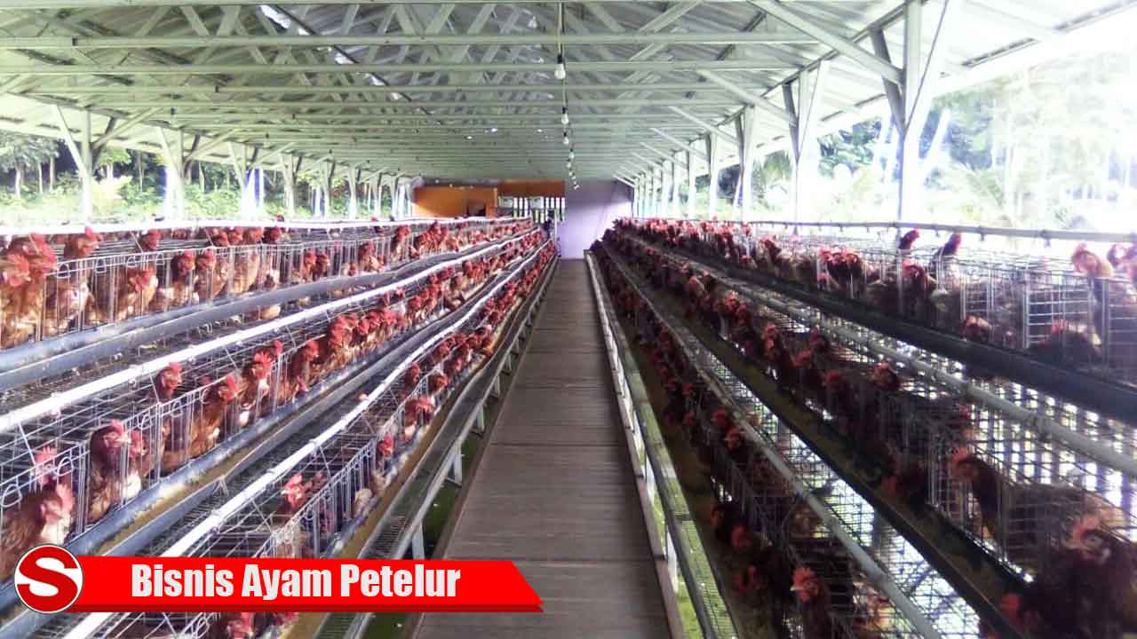 Bisnis Ayam Petelur