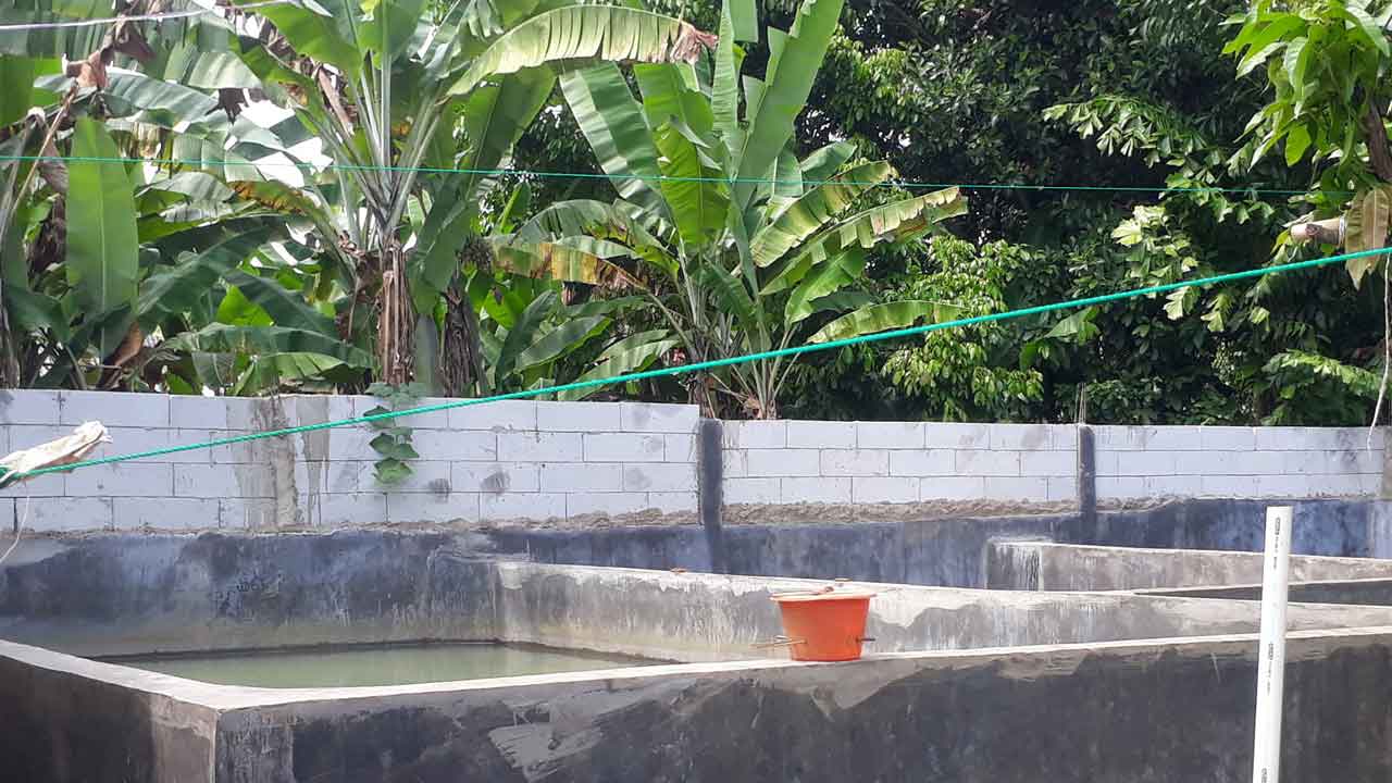 Kolam lele