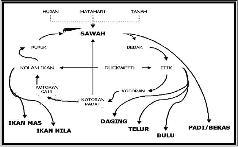 Model integrasi budidaya Padi-Itik-Ikan-Duckweed