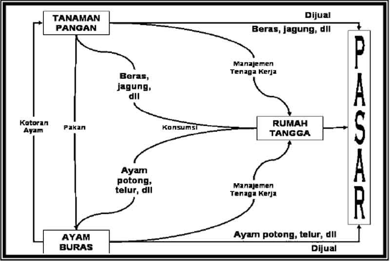 Model usaha tani ayam buras terpadu